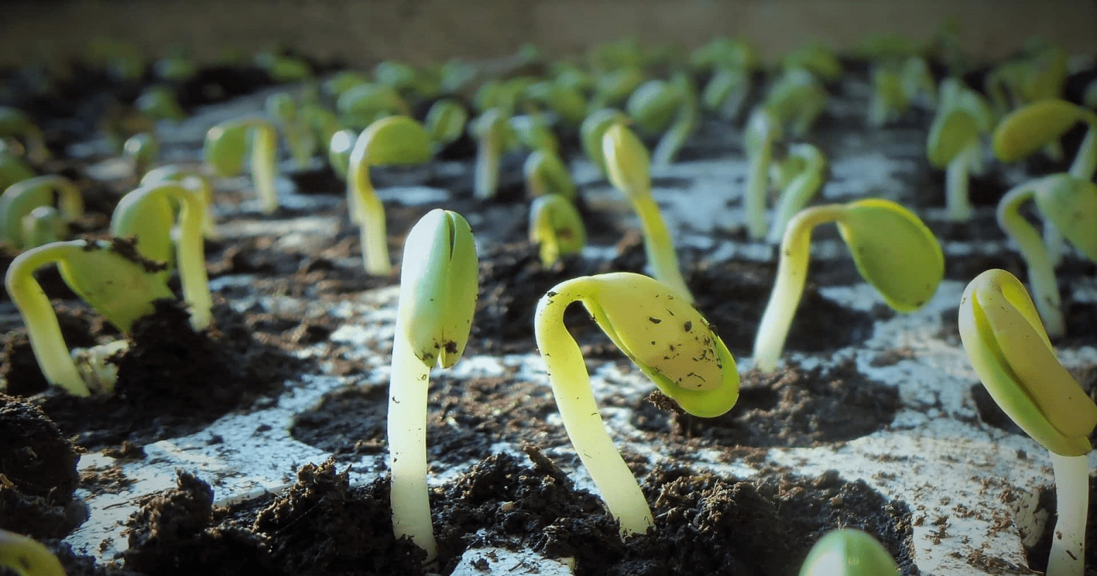 5 Strategies for Successful Lookalike Audiences in Facebook Ads