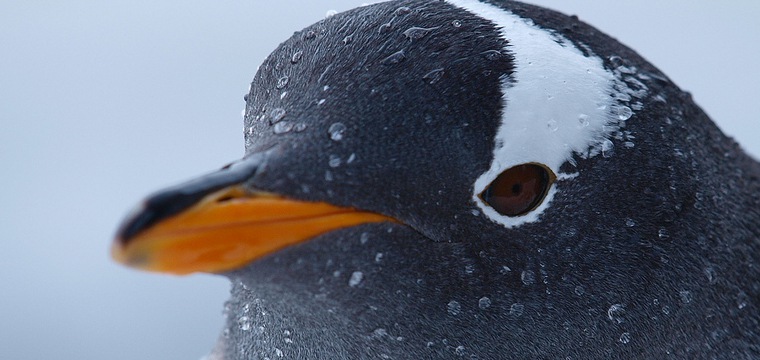 Google Confirms Penguin 3.0 Update, Here's The Reaction So Far