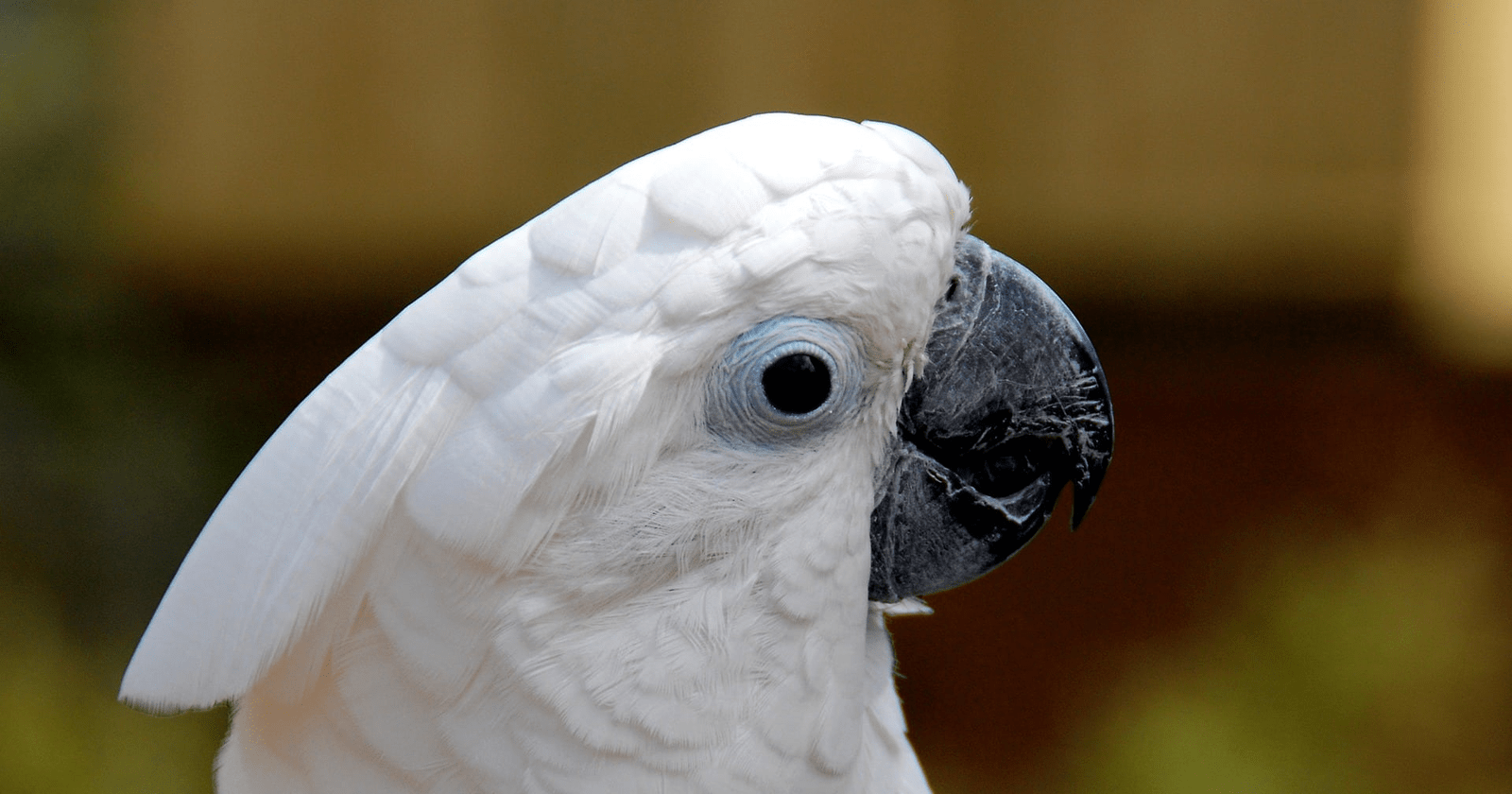 5 Content Marketing Lessons from YouTube’s Most Famous Cockatoos